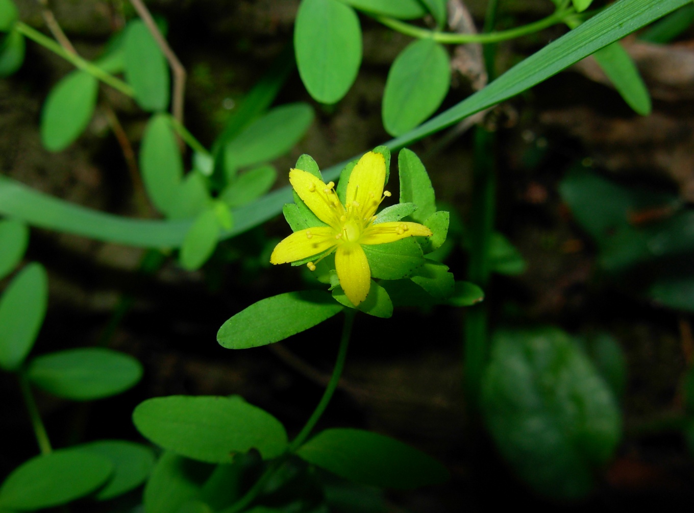 Hypericum humifusum  / Erba di S. Giovanni prostrata